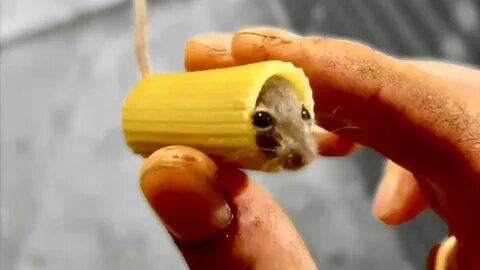 Get mouse
