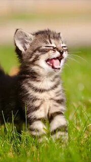 Котик мягенький