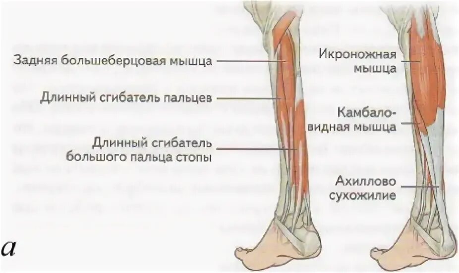 Где находится голень у человека впр