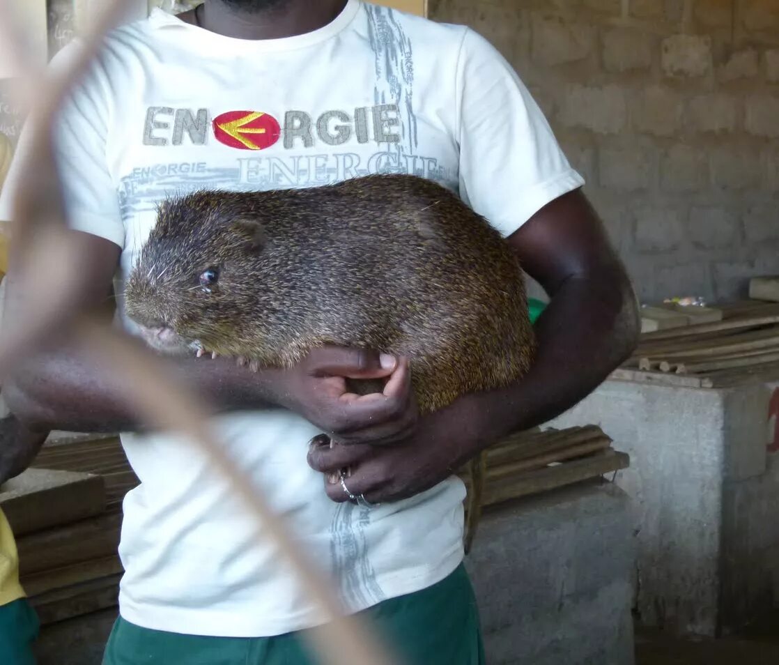 Cricetomys gambianus. Гамбийская хомяковая крыса. Гигантская Африканская крыса Гамби. Большая тростниковая крыса. Африканская тростниковая крыса.