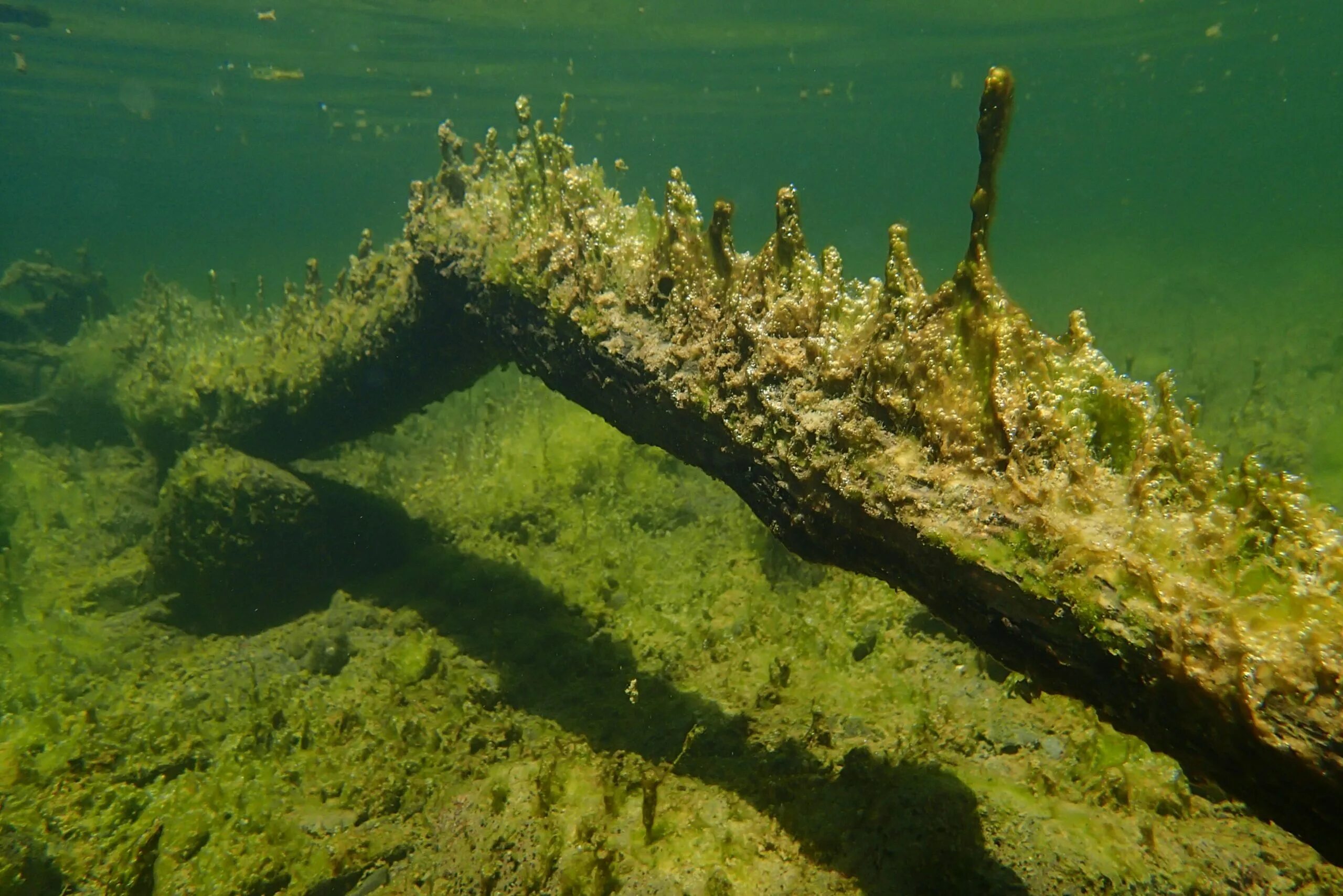 Бромистый метил. Algal.