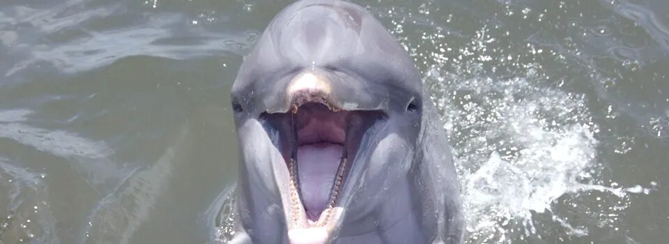 Закричала видео. Дельфин кричит. Кричащий Дельфин. Видео дельфина. Звук крика дельфина.