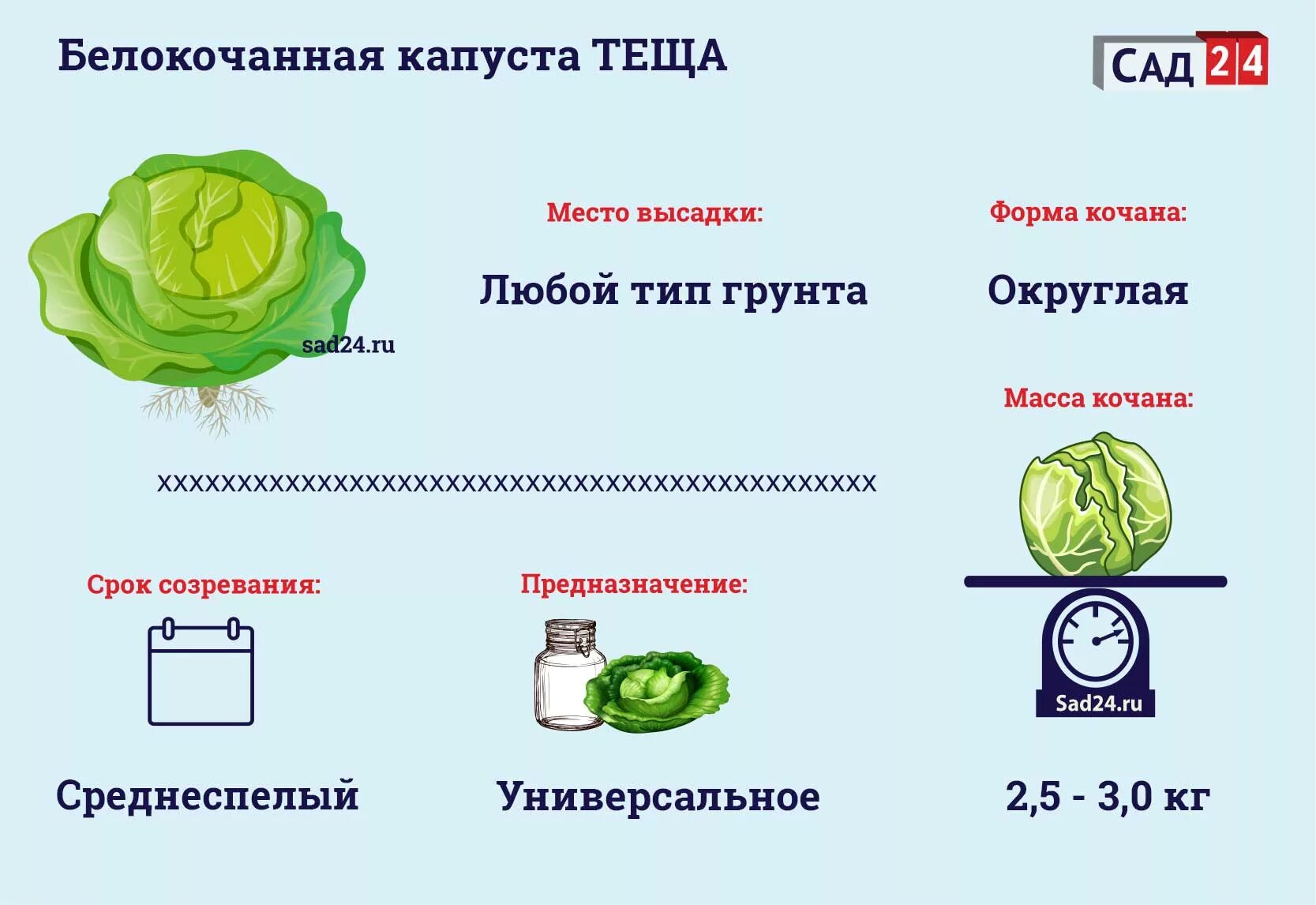 На каком расстоянии посадить капусту