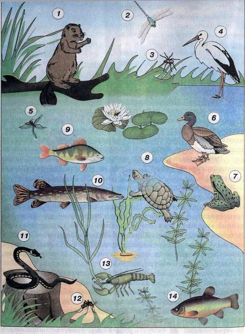Обитатели водоемов. Обитатели пресноводных водоемов. Обитатели водоемов для дошкольников. Обитатели рек для дошкольников.