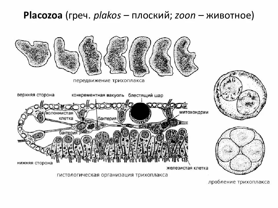 Пластинчатые клетки. Тип пластинчатые (трихоплакс). Строение пластинчатых животных. Пластинчатые Placozoa. Пластинчатые Placozoa строение.