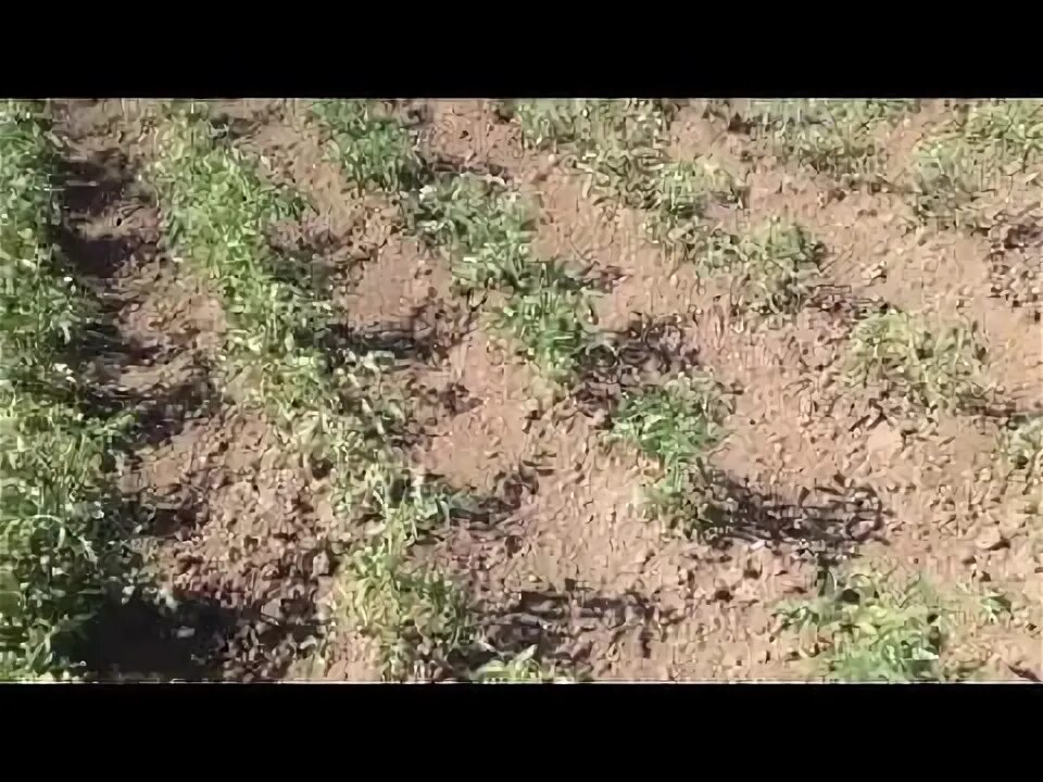 Обработка моркови керосином. Огород без сорняков и прополки. прополка моркови керосином. керосин для моркови от сорняков. как быстро прополоть морковь керосином от сорняков.