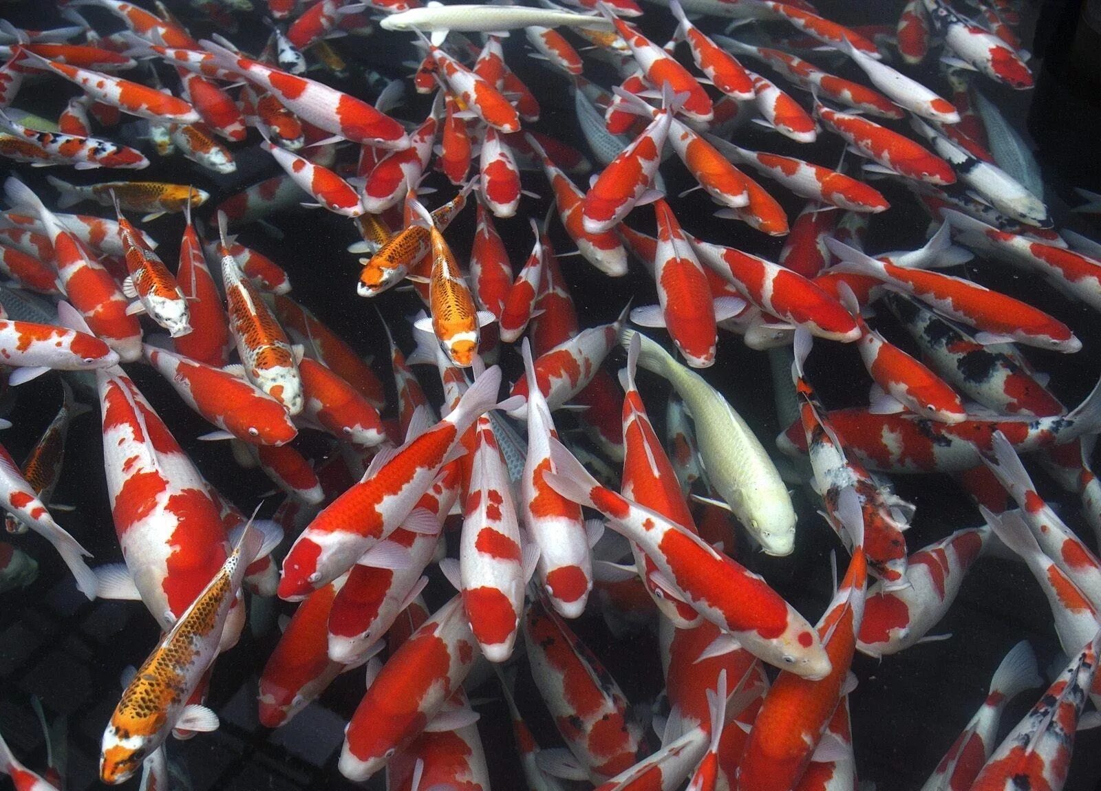 карпы кои япония. карп кои золотой вуалевый. карпы кои. японский вуалевый карп. карпы кои terry gilecki.