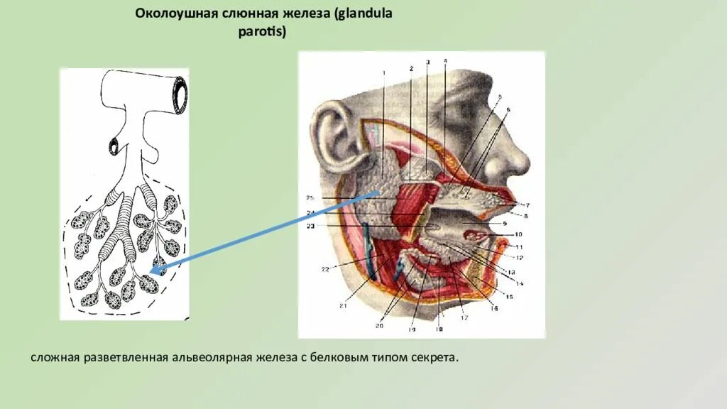 Околоушная железа анатомия строение. Проток околоушной железы топография. Околоушная слюнная железа анатомия. Околоушная слюнные железы анатомия человека. Для околоушной железы характерны