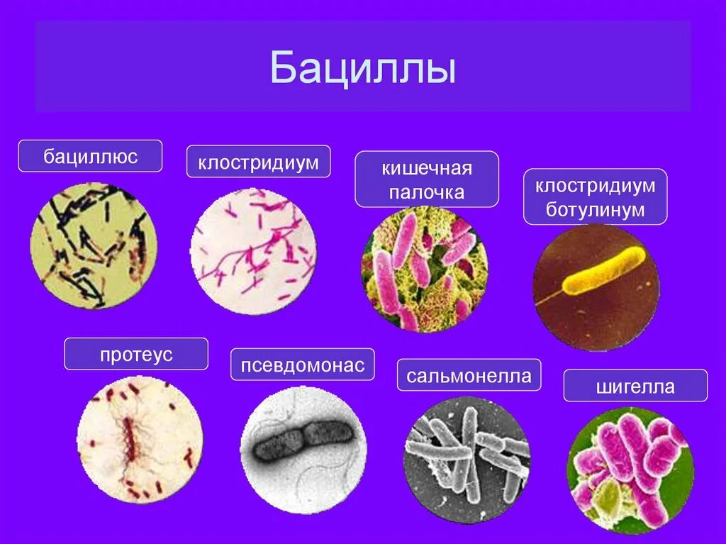 6 примеров бактерий. Палочковидные бактерии бациллы. Царство бактерии бацилла. Бациллы примеры бактерий. Бациллы это в биологии 5 класс.