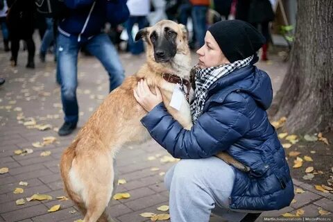Фестиваль бездомных животных