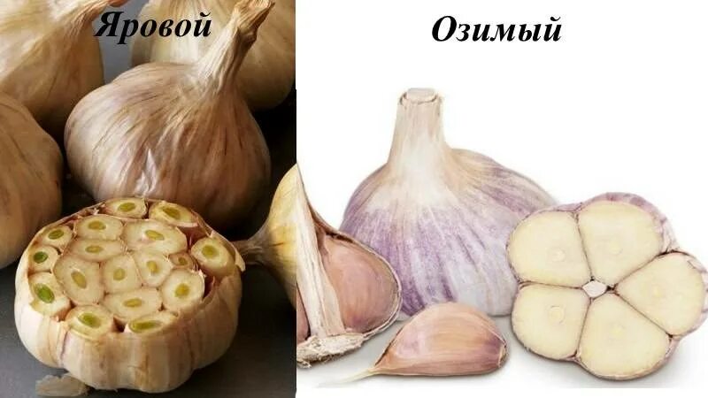 Чеснок с га. Посадка воздушных семян чеснока. Урожай чеснока с гектара. Норма посадки чеснока на 1 га. Урожай чеснока с гектара.