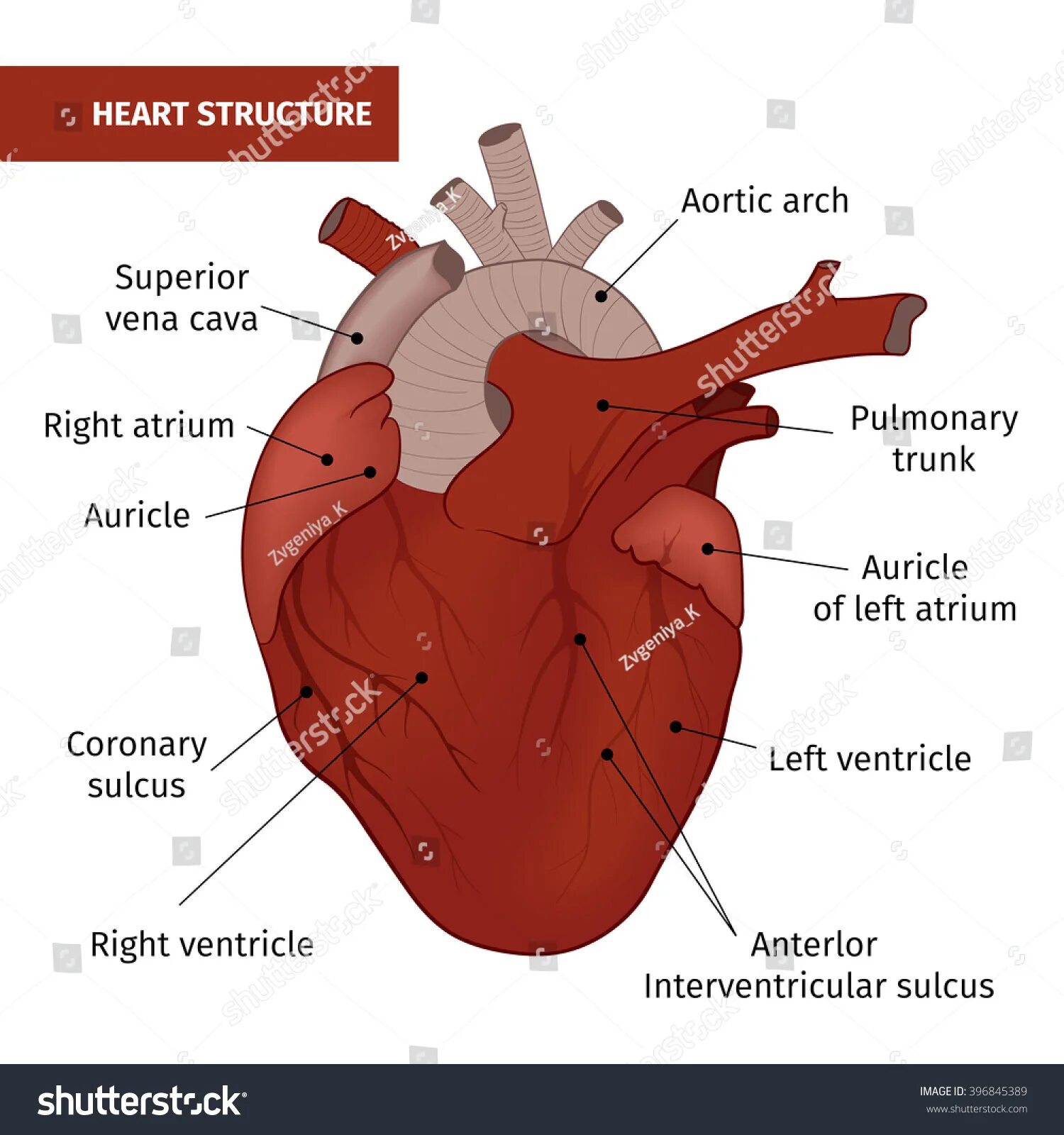 The heart structure. Heart structure. сердце человека и птицы. սրտի կառուցվածքը heart structure 2025.