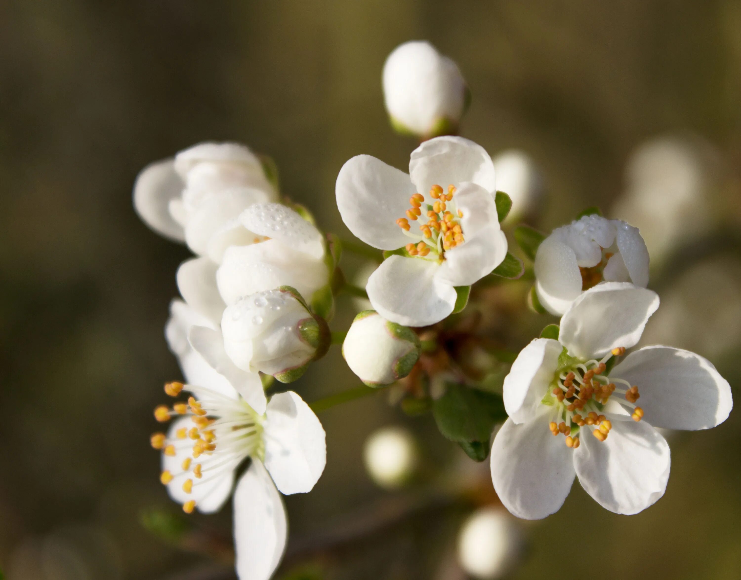 White blossoms. Вайт блоссом. Фрукт Цветущий крупными белыми цветками весной. Белые цветы на ветке.