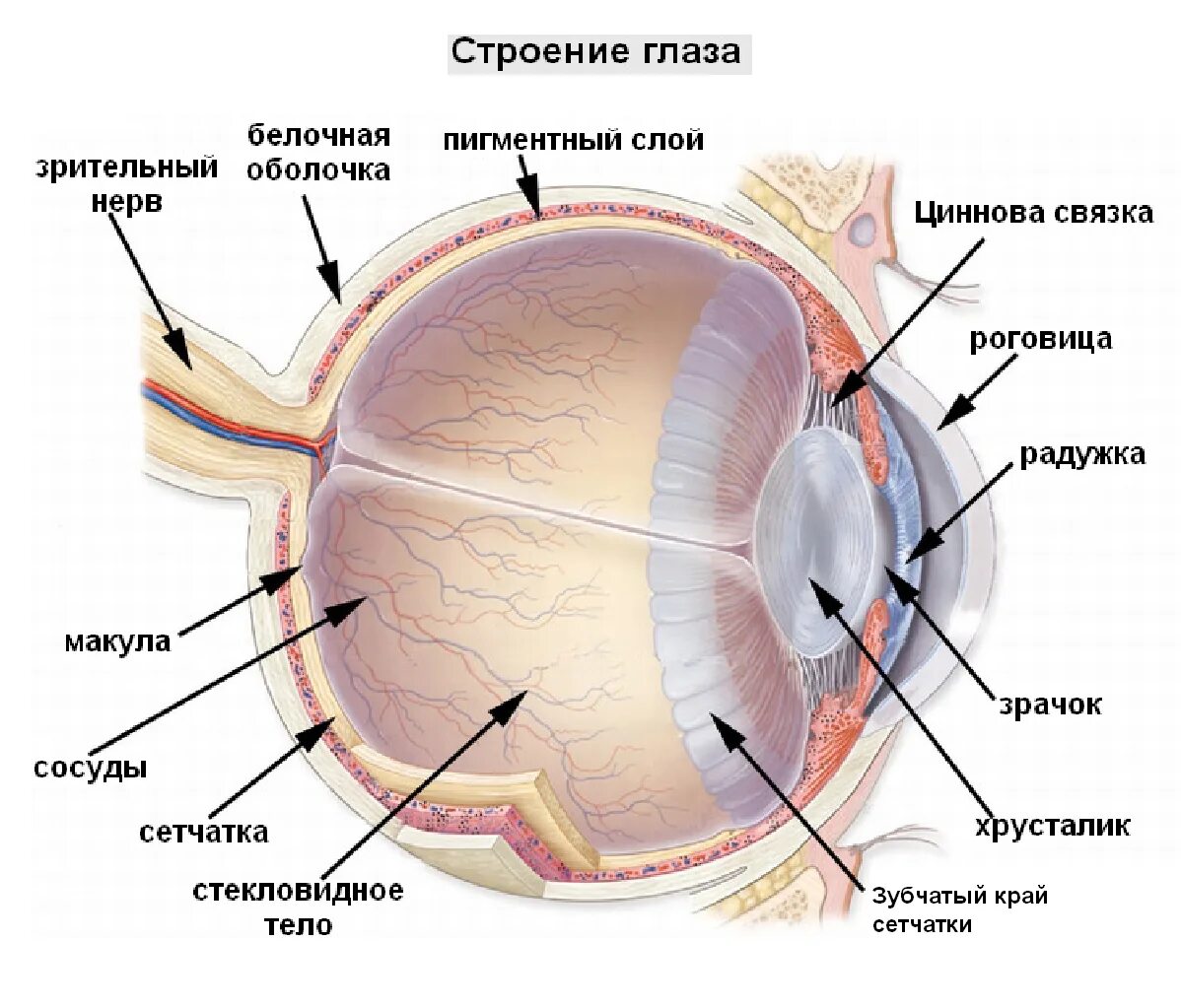 Роговица зрительная зона коры мозга стекловидное тело. Сетчатка оболочка глаза. Строение глаза послойно. Строение глазного яблока и сетчатки. Структура глазного яблока схема.