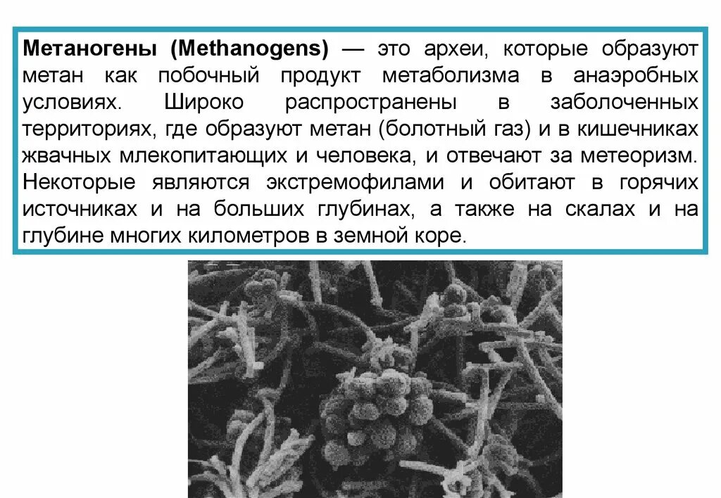 Бактерии выделяют метан. Метанообразующие археи. Метанообразующие бактерии. Архебактерии метаногены. Метанообразующие архебактерии.