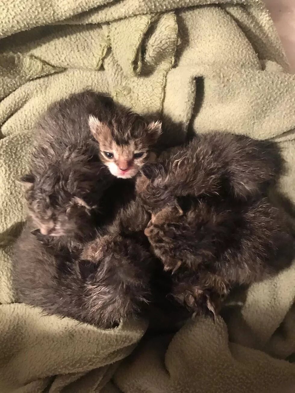 Пищание котят. Котенок пищит. Как понять что котенок будет пушистым