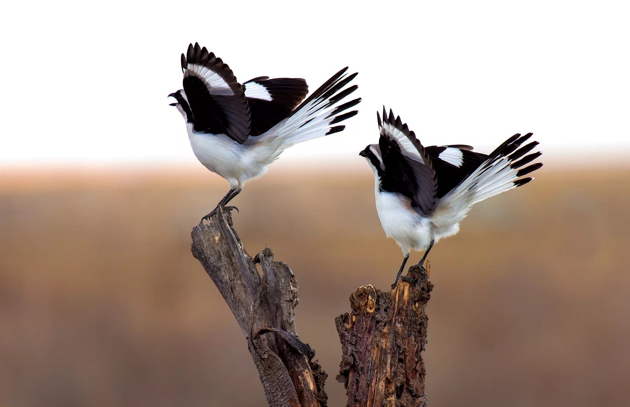 Сорок второе. Сорока на ветке. Две сороки. Стая сорок. Сорока с сорочатами.