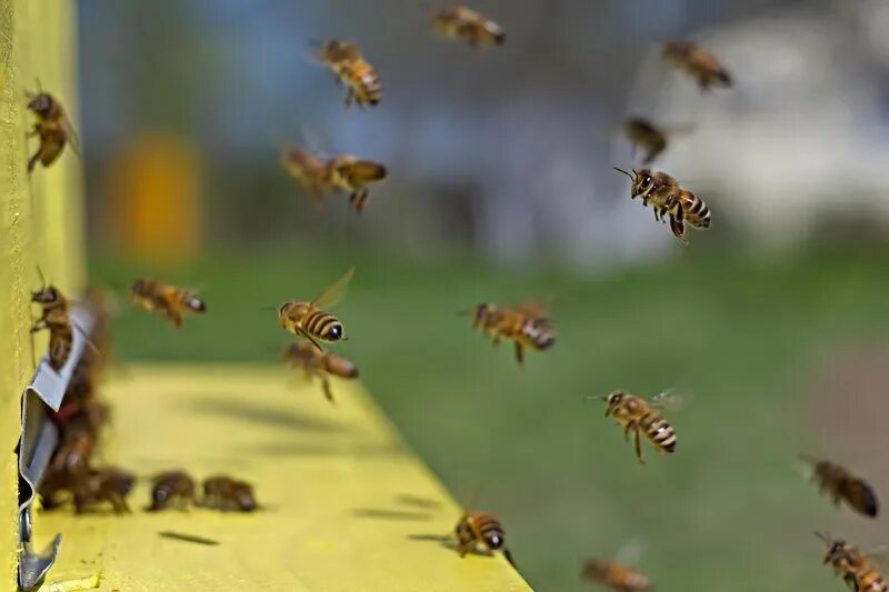 Стая пчел. Пчелы в поле. Рой пчел в полете. Пчела улетает.