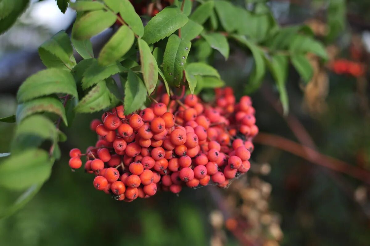 читать рябиновые бусы