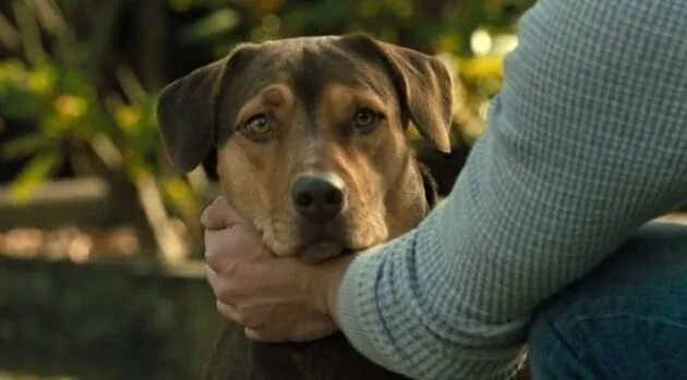A dogs way home. Путь домой 2019. A dogs way home. A dogs way home. A dogs way home.