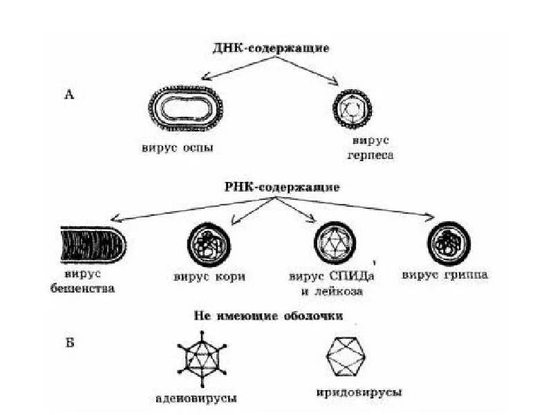 Содержат днк и рнк. Классификация вирусов микробиология схема. строение и классификация вирусов. рнк содержащие вирусы классификация. рнк содержащие вирусы схема.