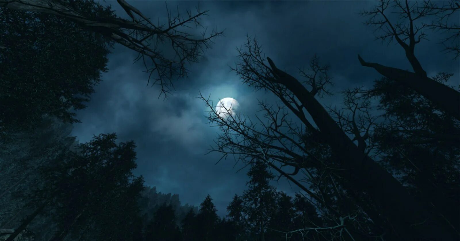 Таинственный свет луны. Страшный лес. Страшный лес ночью. «Ночь в лесу». Страшный лес с луной.
