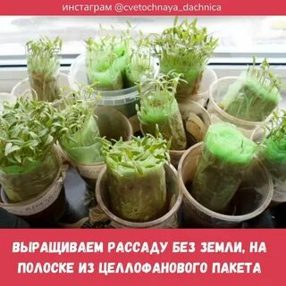 Помидоры в улитке рассада без земли