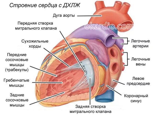 Дополнительная хорда мкб. Аномальное строение сердца дополнительная хорда. строение сердца человека хорда. дополнительная поперечная хорда левого желудочка. в митральном клапане дополнительные хорды.