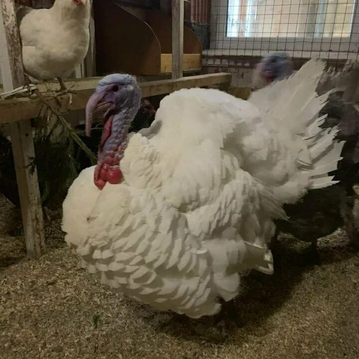 индюшата канадские биг-6. индюки биг-6 (big-6). индюки биг 6. индюки биг-6 (big-6). индюки биг-6 (big-6).