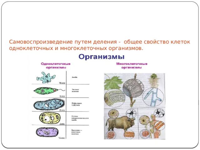 Биологические свойства клетки. Общие свойства клеток. Основные жизненные свойства клетки. Самовоспроизведение клеток. Модель многоклеточной клетки.