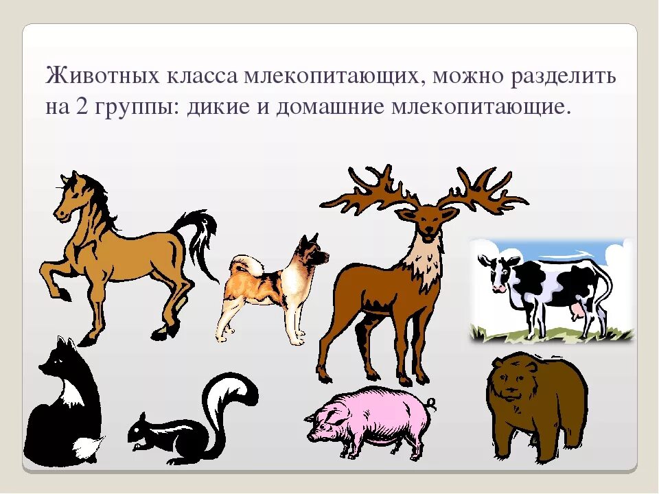 Млекопитающие урок 7 класс. Млекопитающие животные. Млекопитающие домашние животные. Млекопитающие звери. Млекопитающие Дикие и домашние.