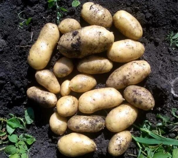 Сифра картофель характеристика. Картофель сорт Альвара.