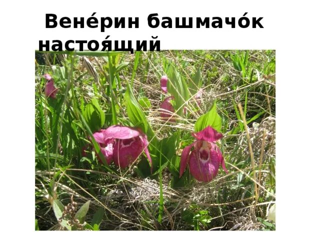 Растения внесенные в красную книгу алтайского края. Растения внесенные в красную книгу алтайского края