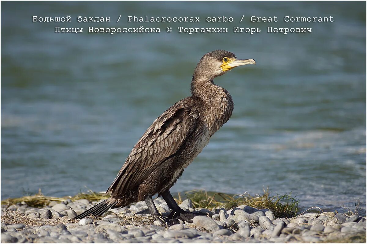 Большой Баклан Phalacrocorax Carbo. Баклан Балтийское море. Баклан Балтийский птица. Баклан птица Балтийское море. Бакланы текст