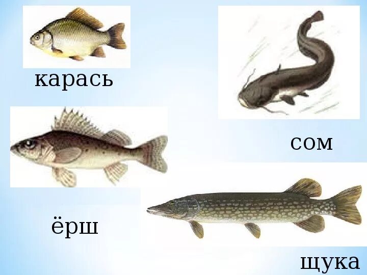 Речные рыбы щука окунь карась Ерш сом. Щука и карась. Окунь щука сом. Ерш окунь щука.