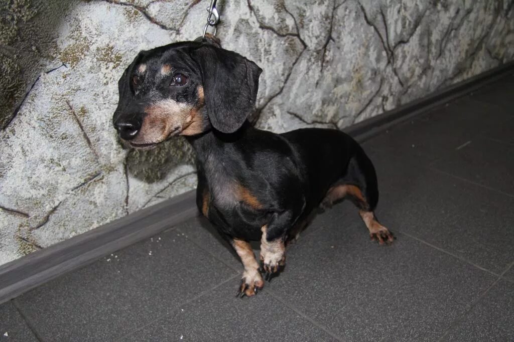 с таксой по жизни приют спб. собаки в приюте такса. рыжие таксы мальчики. приюты для собак в спб. такса судьбы.