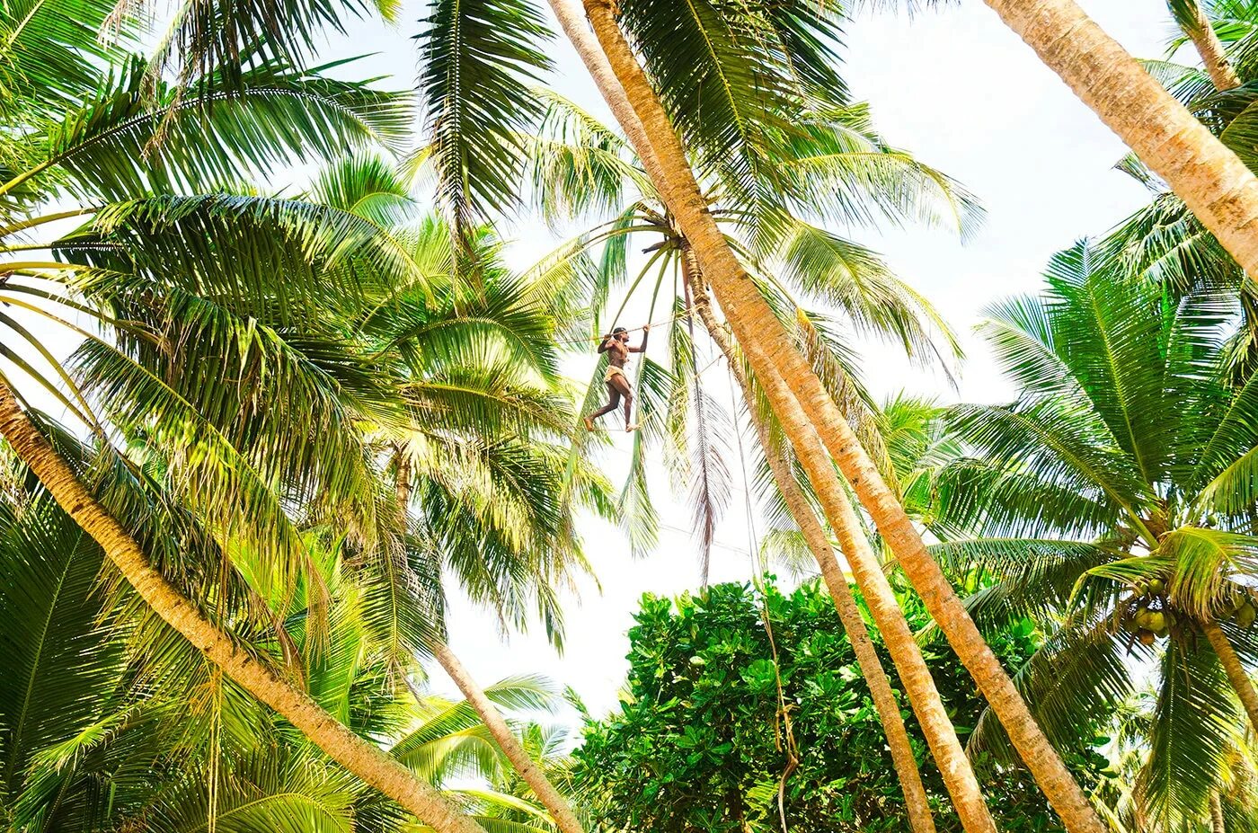 Шри Ланка пальмы. Coconut Hill Шри Ланка. Coconut Tree Шри Ланка.