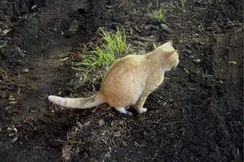 Что делать если коты метят в доме