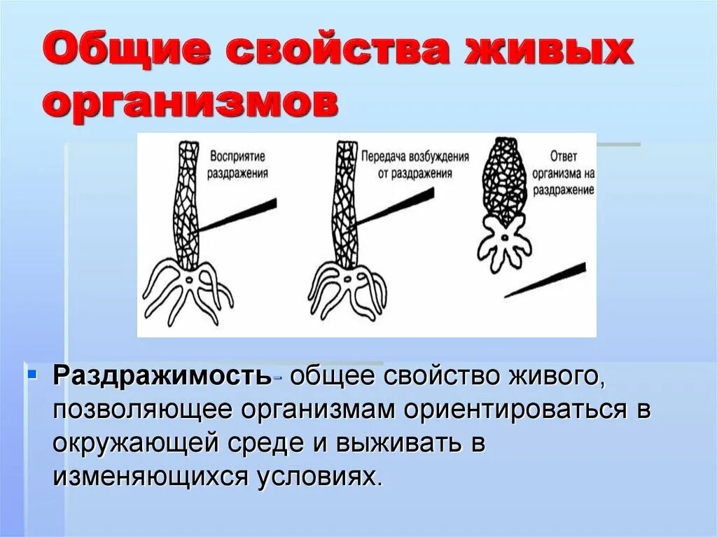 Какое свойство живого иллюстрирует рисунок. Общие свойства живых организмов. Свойства неживых организмов. Раздражимость свойство живых организмов. Общие свойства живых организмов раздражимость.