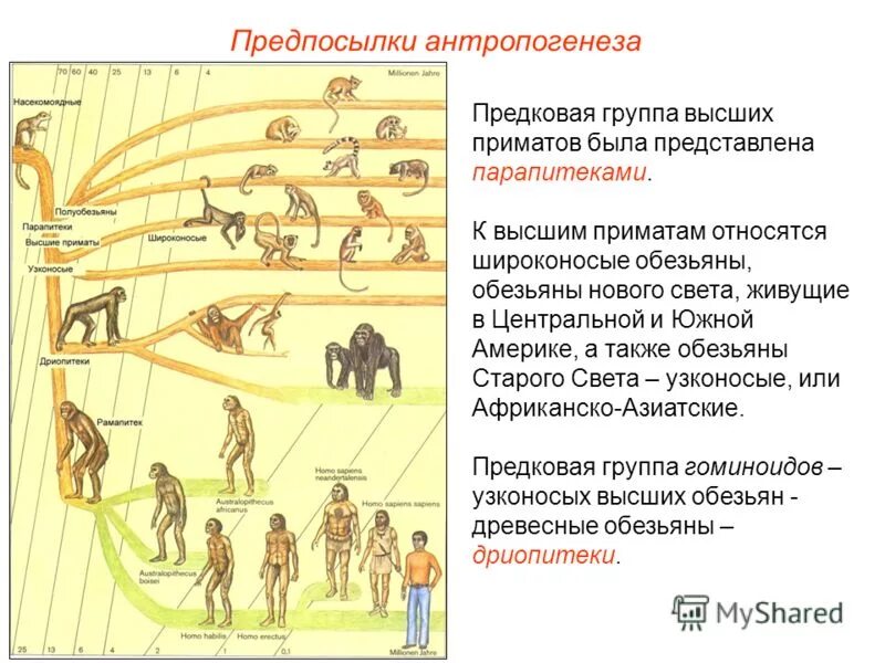 Этапы развития человека 9 класс. Этапы антропогенеза эволюции приматов. Эволюция человека Антропогенез. Основные этапы эволюции человека. Схема развития антропогенеза.