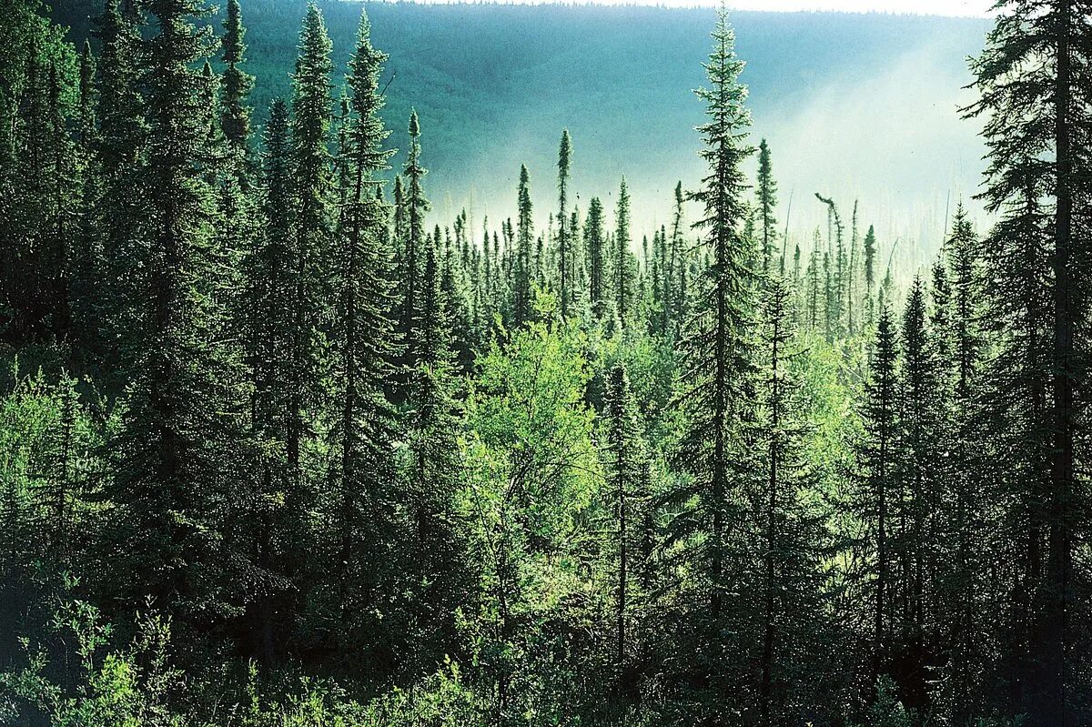 Климат зон хвойных лесов. Темнохвойная Горная Тайга. Ель Сибирская темнохвойная. Бореальные хвойные леса (Тайга). Темнохвойная Пихтовая Тайга Сибирь.