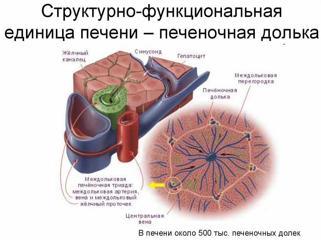 Структурно-функциональная единица печени. Строение дольки печени. Схема строения печеночной дольки. Гепатоцит и печеночная долька.