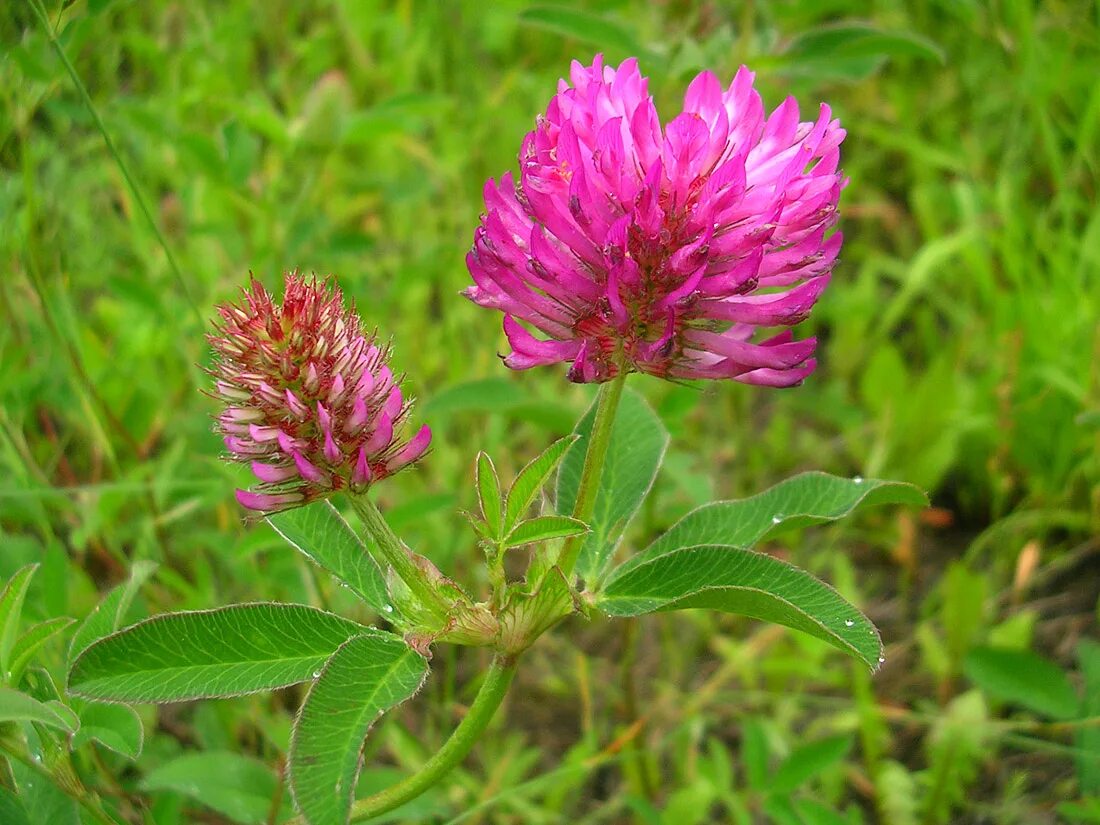 Клевер судак. Клевер средний trifolium medium. трифолиум медиум. клевер дагестана. trifolium alexandrinum l..