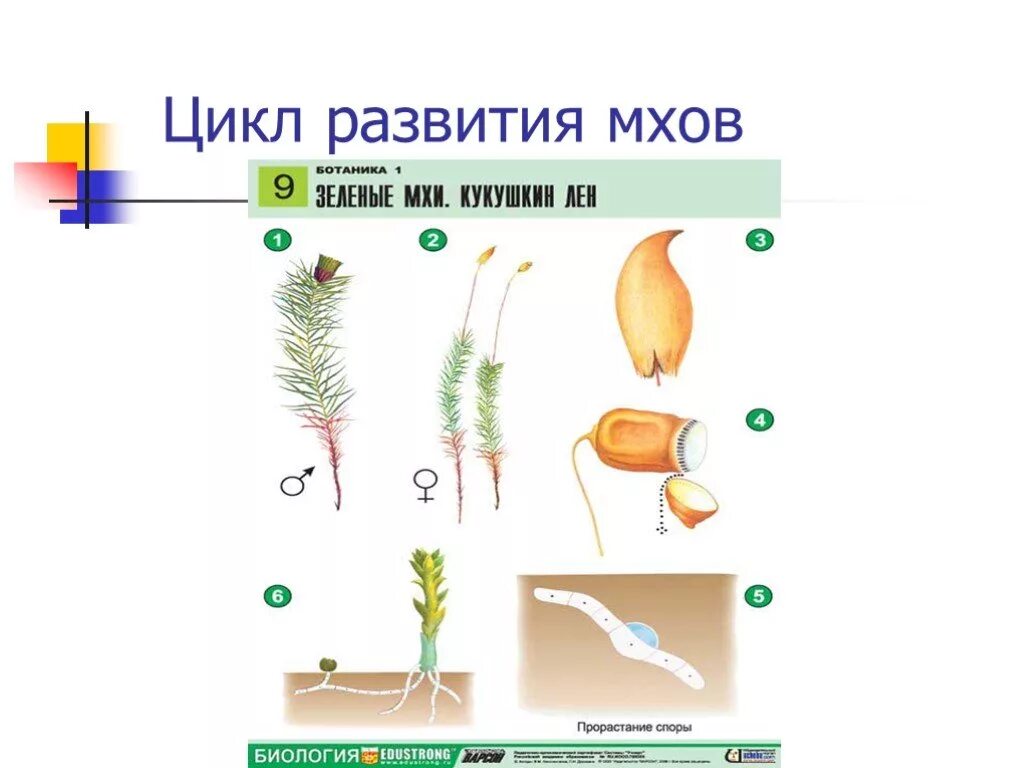 Жизненный цикл мха Кукушкин лен без подписей. Цикл развития мхов схема. Цикл развития мха Кукушкин лен 6 класс. Цикл развития мха Кукушкин лен 7 класс.