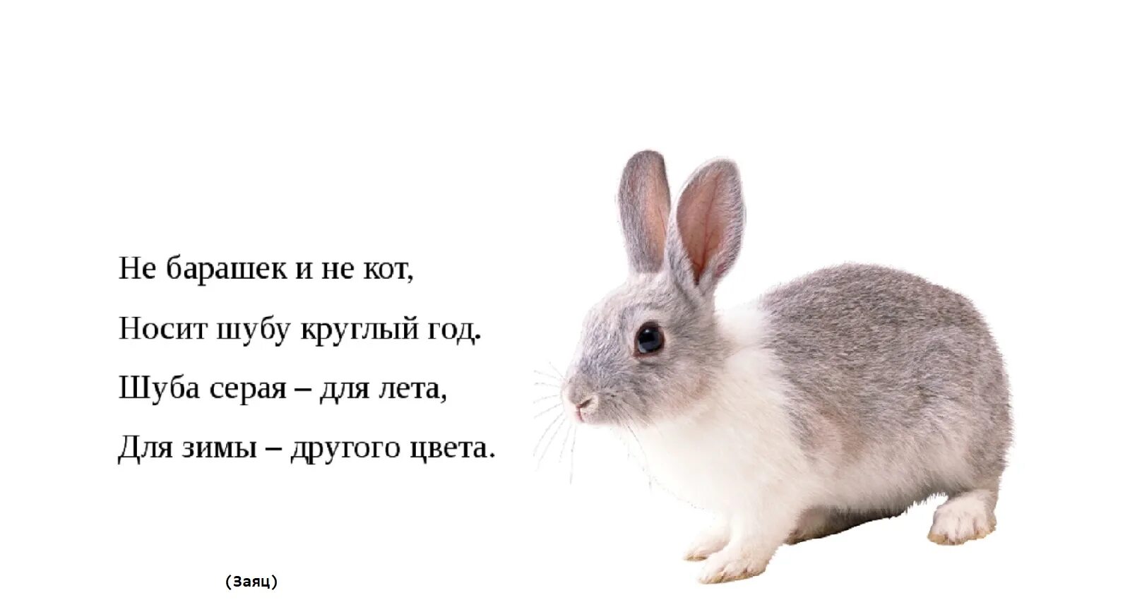 Загадка о зайце для детей 5-6 лет. Загадка про зайца 3 класс. Прочитай загадки о зайце подчеркни в выделенных. Рассуждение на тему чем вы занимаетесь в свободное время и почему. Обьясниотгадку.