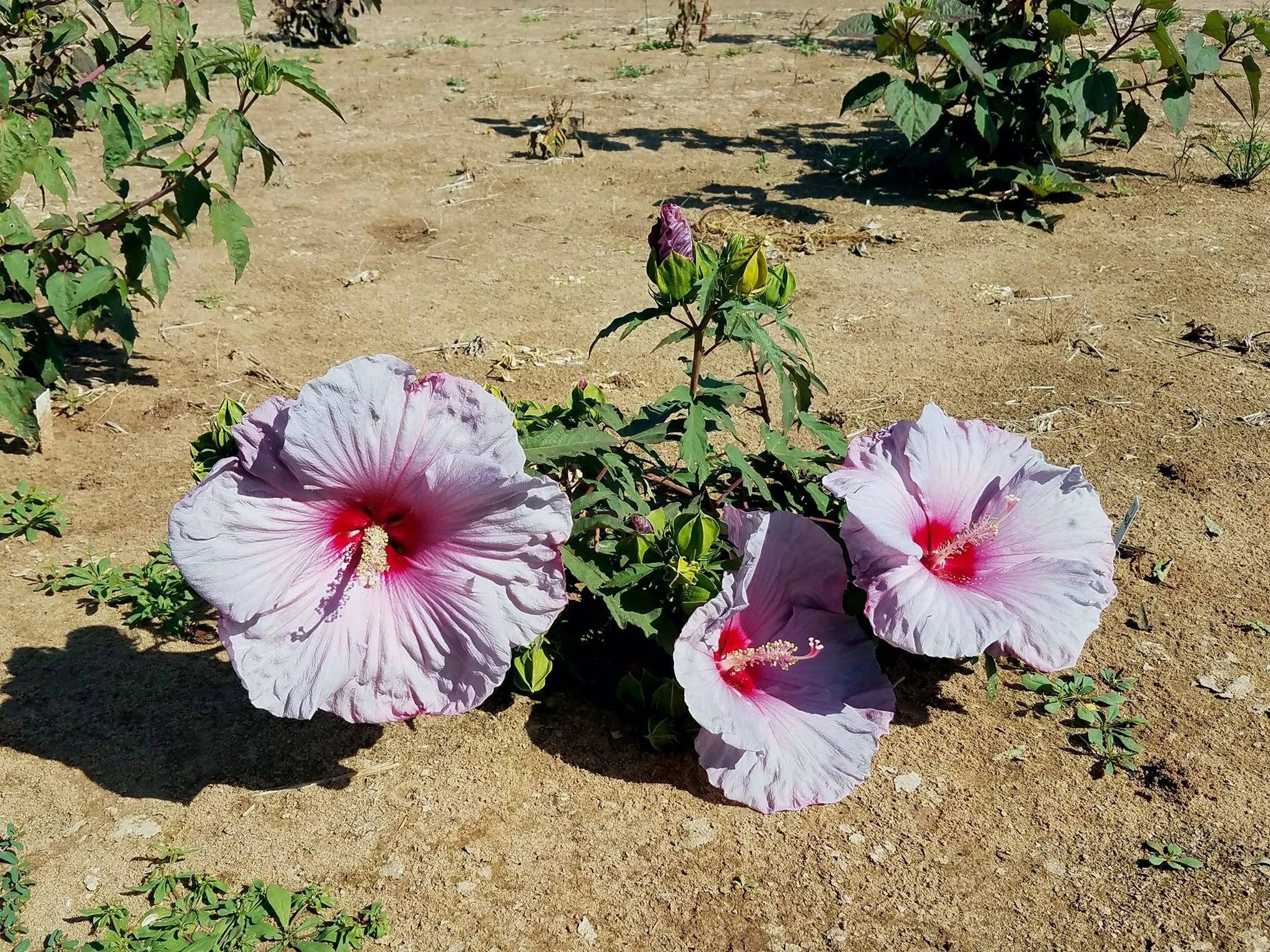 Гибискус какая почва. Гибискус древовидный. Гибискус гибридный (Hibiscus hybridus).