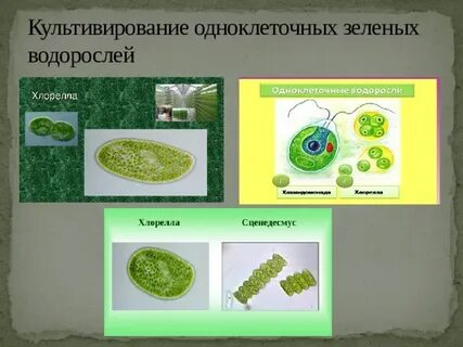 Пигменты зеленых одноклеточных водорослей