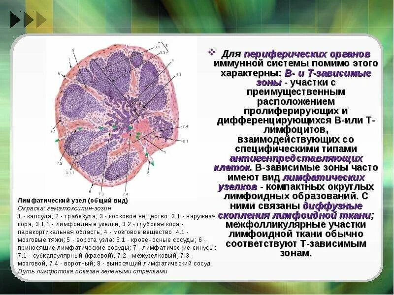 Т зависимые. В зависимая зона лимфатического узла. Т И В зоны лимфатического узла. Строение лимфатического узла т зона. Т зависимые зоны.