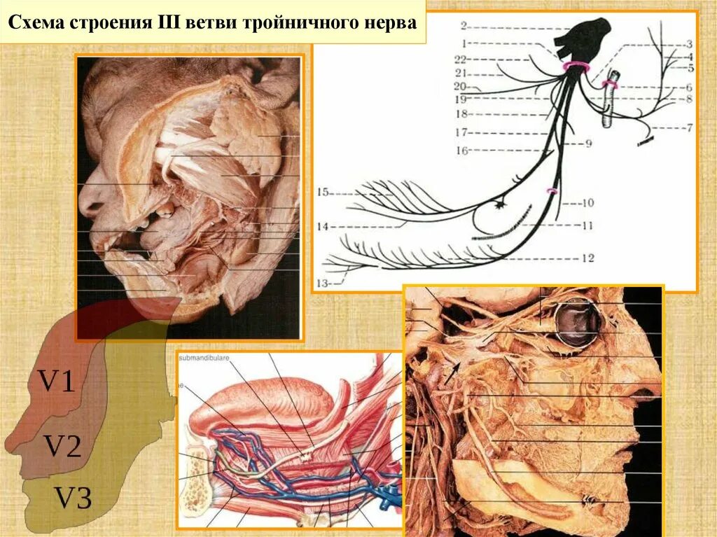 Тройничный черепной нерв. Глазной нерв 1 ветвь тройничного нерва. Тройничный нерв схема 1 ветви. Анатомия 3 ветви тройничного нерва. 2 Ветвь тройничного нерва.