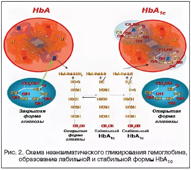 Изменение свойств крови. Реология крови. Реологические свойства крови. Реология крови гемодинамика. Реологические показатели крови.